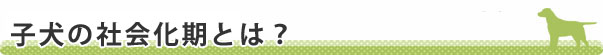 子犬の社会化期とは