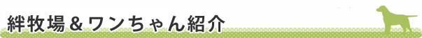 絆牧場&ワンちゃん紹介