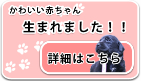 かわいい赤ちゃんが生まれました。