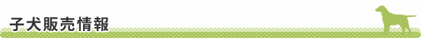 子犬販売情報