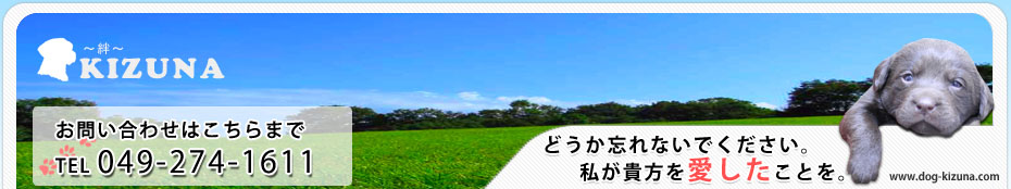 犬サプリ通販 猫サプリメント販売販売・子犬の通販 ハリネズミ 販売 どうか忘れないでください私があなたを愛したことを。