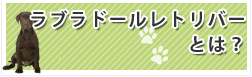 ラブラドールレトリバー ティーカッププードルとは