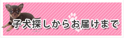 子犬探しからお届けまで