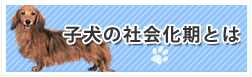 子犬の社会化期とは